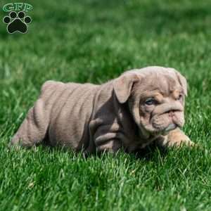 Indigo Pearl, English Bulldog Puppy